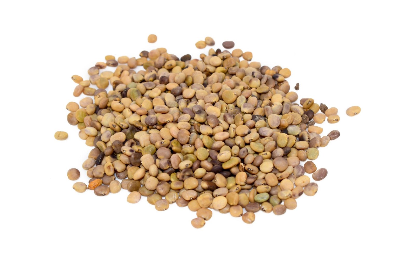 Guar Seeds Exporter India