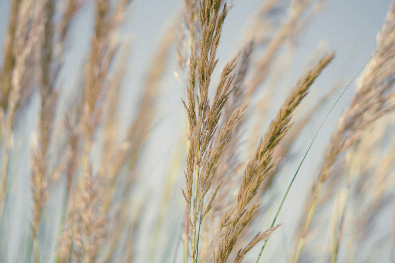 Premium Psyllium Husk and Isabgol from India